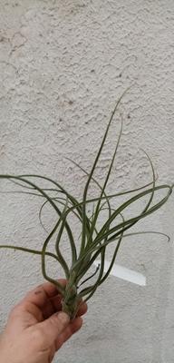 Tillandsia pauciflora - 2