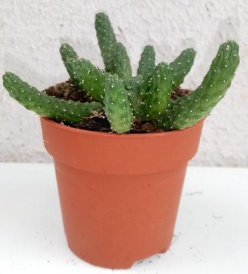 Euphorbia inermis - 2