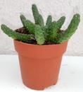 Euphorbia inermis - 2/3