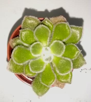 Echeveria setosa 'Green Velvet' - 2