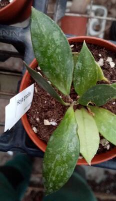 Hoya gracilis - 2