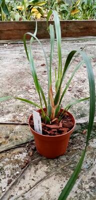 Maxillaria curtisii - 2