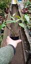 Dendrobium thyrsiflorum - 2/3