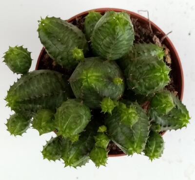 Euphorbia pseudoglobosa - 2