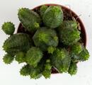 Euphorbia pseudoglobosa - 2/3