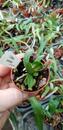 Cattleya aclandiae - 2/4