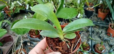 Phalaenopsis pallens - 2