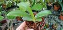 Phalaenopsis pallens - 2/3