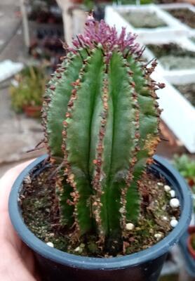 Euphorbia horrida - 2