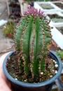 Euphorbia horrida - 2/2