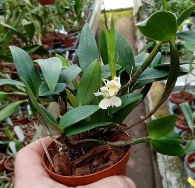 Dendrobium Niep Snowflake - 2