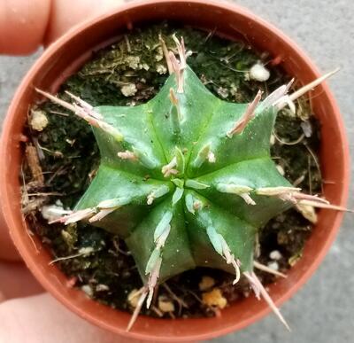 Euphorbia pulvinata - 2