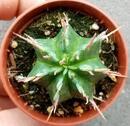 Euphorbia pulvinata - 2/3