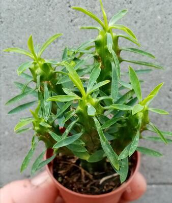 Euphorbia loricata - 2