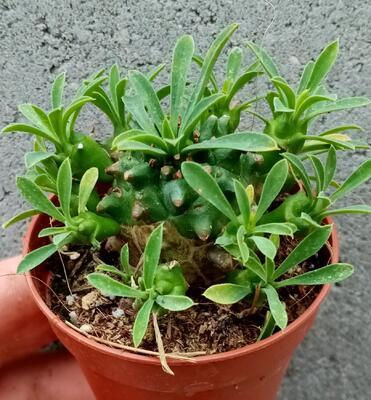 Euphorbia bupleurifolia - 2