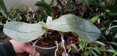 Phalaenopsis gigantea - 2