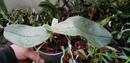 Phalaenopsis gigantea - 2/4