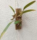 Bulbophyllum macranthum - 2/3