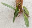 Bulbophyllum violaceolabellum - 2/4