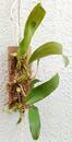 Bulbophyllum orectopetalum - 2/3