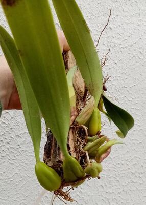 Bulbophyllum crassipes - 2