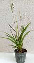 Arundina graminifolia var. caespitosa - 2/3