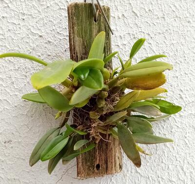 Bulbophyllum putidum - 2