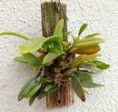 Bulbophyllum putidum - 2/3