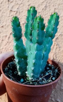 Euphorbia debilispina - 2