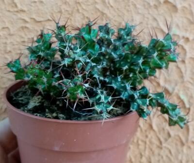 Euphorbia lenewtonii - 2