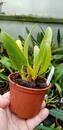 Bulbophyllum biflorum - 2/3