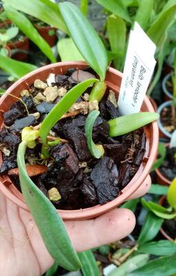 Bulbophyllum lasiochilum 'Myanmar' - 2