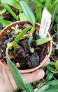Bulbophyllum lasiochilum 'Myanmar' - 2/3
