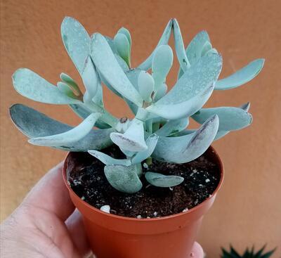 Cotyledon orbiculata 'Happy Young Lady' - 2