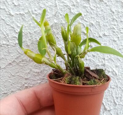 Dendrobium linawianum - 2