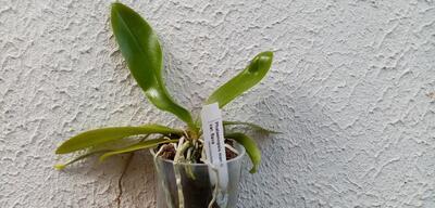 Phalaenopsis mannii var. flava - 2