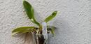 Phalaenopsis mannii var. flava - 2/2