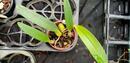 Bulbophyllum crassipes - 2/4
