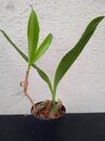 Bulbophyllum falcatum v. kewense - 2/3