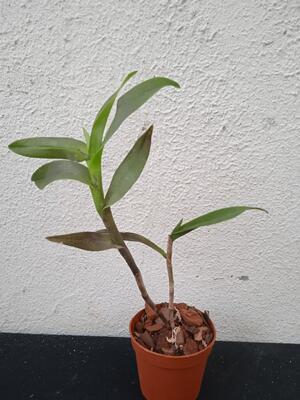 Epidendrum pseudepidendrum - 2