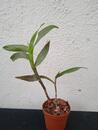 Epidendrum pseudepidendrum - 2/4