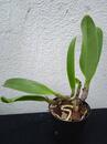 Cattleya bowringiana - 2/2