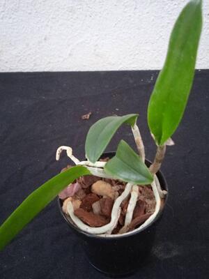 Cattleya guttata - 2