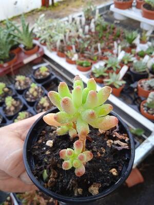 Sedum pachyphyllum - 2