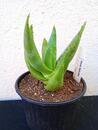 Aloe falcata (CH2274) - 2/2