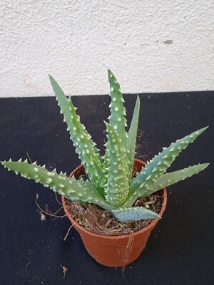Aloe humilis - 2