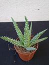Aloe humilis - 2/3