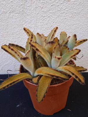 Kalanchoe tomentosa 'Chocolate Soldier' - 2