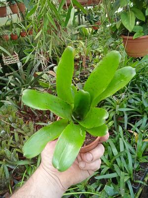 Neoregelia rubrifolia #4 - 2