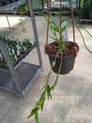 Dendrobium schettlerii - 2